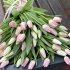 Монобукет із 51 білого та рожевих тюльпанів без упакування _0